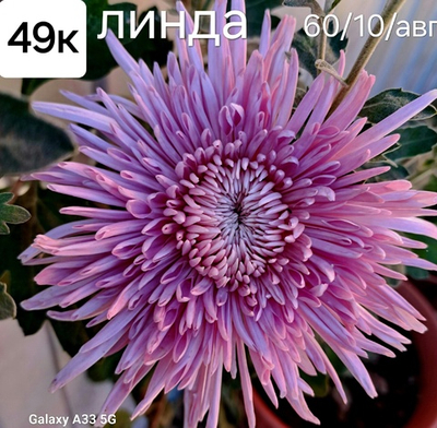 САЖЕНЦЫ ХРИЗАНТЕМЫ КОРЕЙСКАЯ ЛИНДА №49