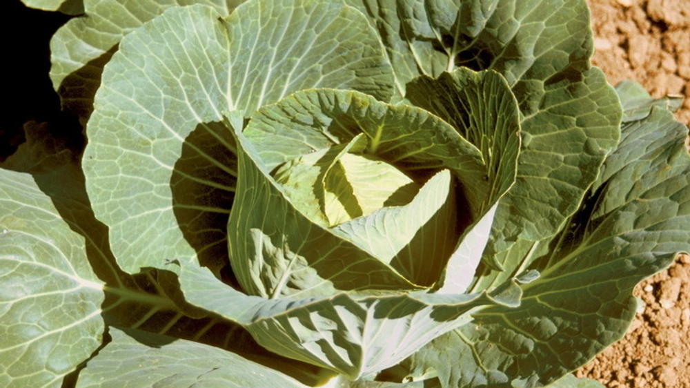 ГЕРБИЦИД Бутизан 400, КС (400 г/л)