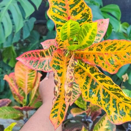 Кротон RED MAROKO