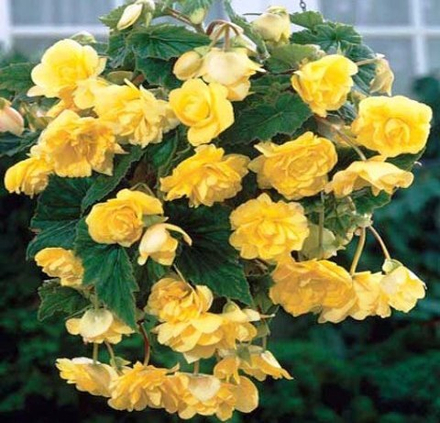 Бегония Пендула желтая