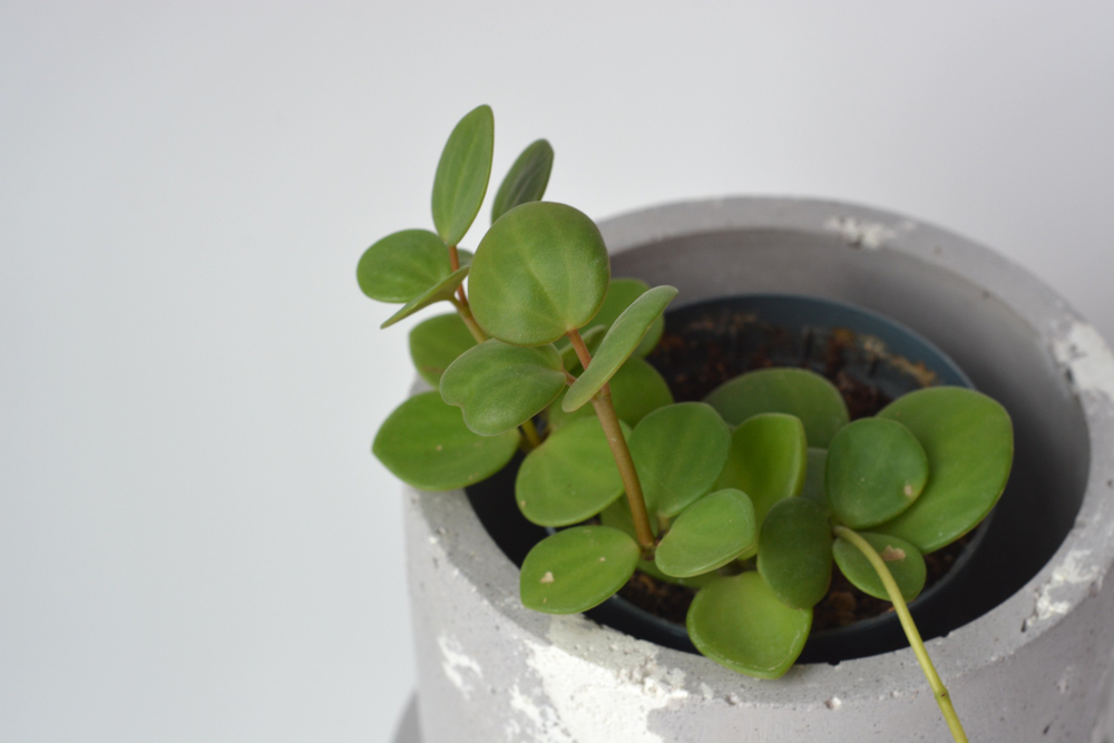 Пеперомия Тетрафилла Хоуп / Peperomia Tetraphylla Hope