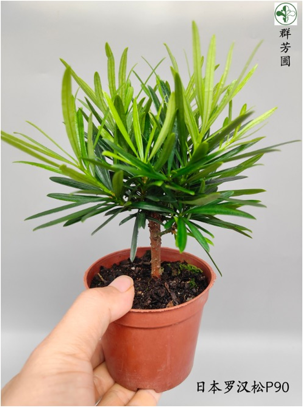 Подокарп крупнолистный Japanese Hinoki Cypress д.9