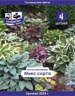 Хоста Корневище, Микс сортов, 4шт.