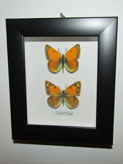 Желтушка Colias thisoa пара рамке