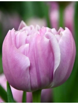 Тюльпаны Katinka 4 шт, набор луковиц