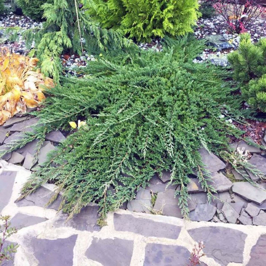 Можжевельник Принц Уэльский Р9 10 см Закупка М62 апрель-май 2026