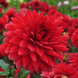 Георгина низкорослая Гарден Уандер / Garden Wonder