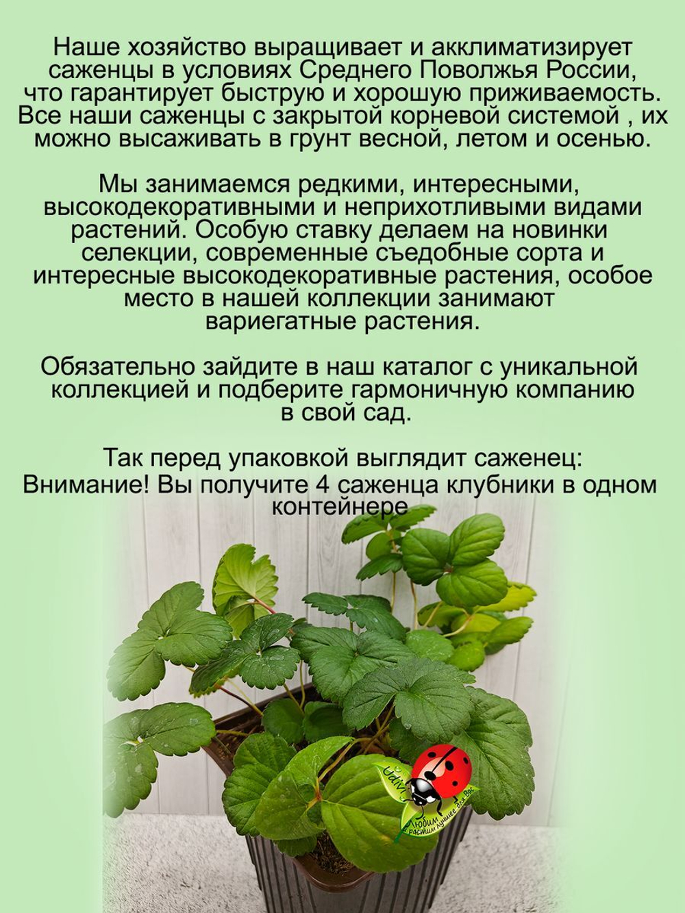 Клубника Белый швед белая