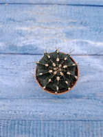 Gymnocalycium Friedrichii (Гимнокалициум)