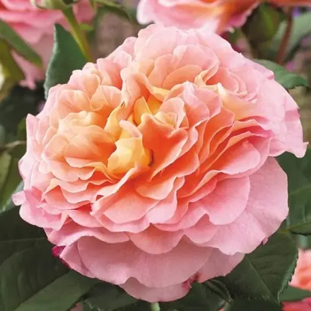 Роза Августа Луиза