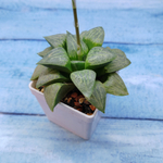 Haworthia Comptoniana Hybride hybrid (Хавортия)