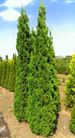 Туя западная Спиралис (Thuja occidentalis Spiralis) р9 август 2026 г