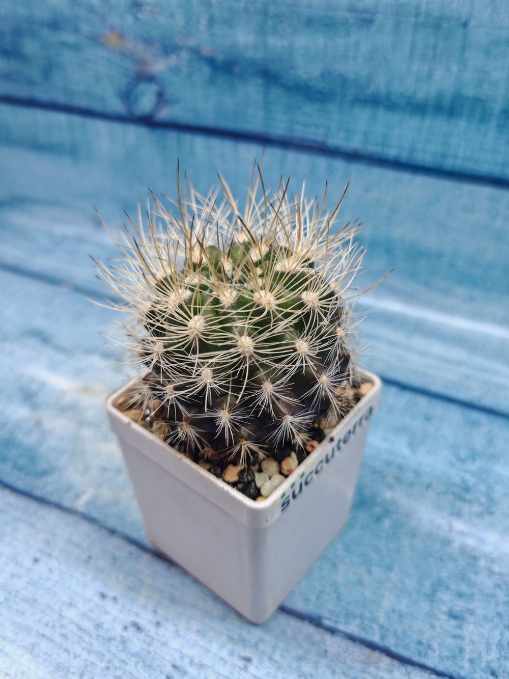 Neoporteria sp. (Неопортерия)