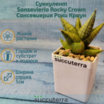 Sansevieria Rocky Crown (Сансевиерия)