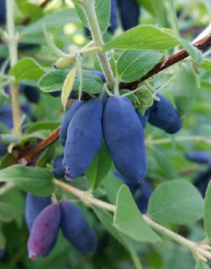 Весна 2026 год Жимолость Голубой десерт