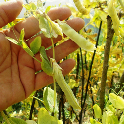 Горох Мангетоут Золотой - Mangetout Golden Peas