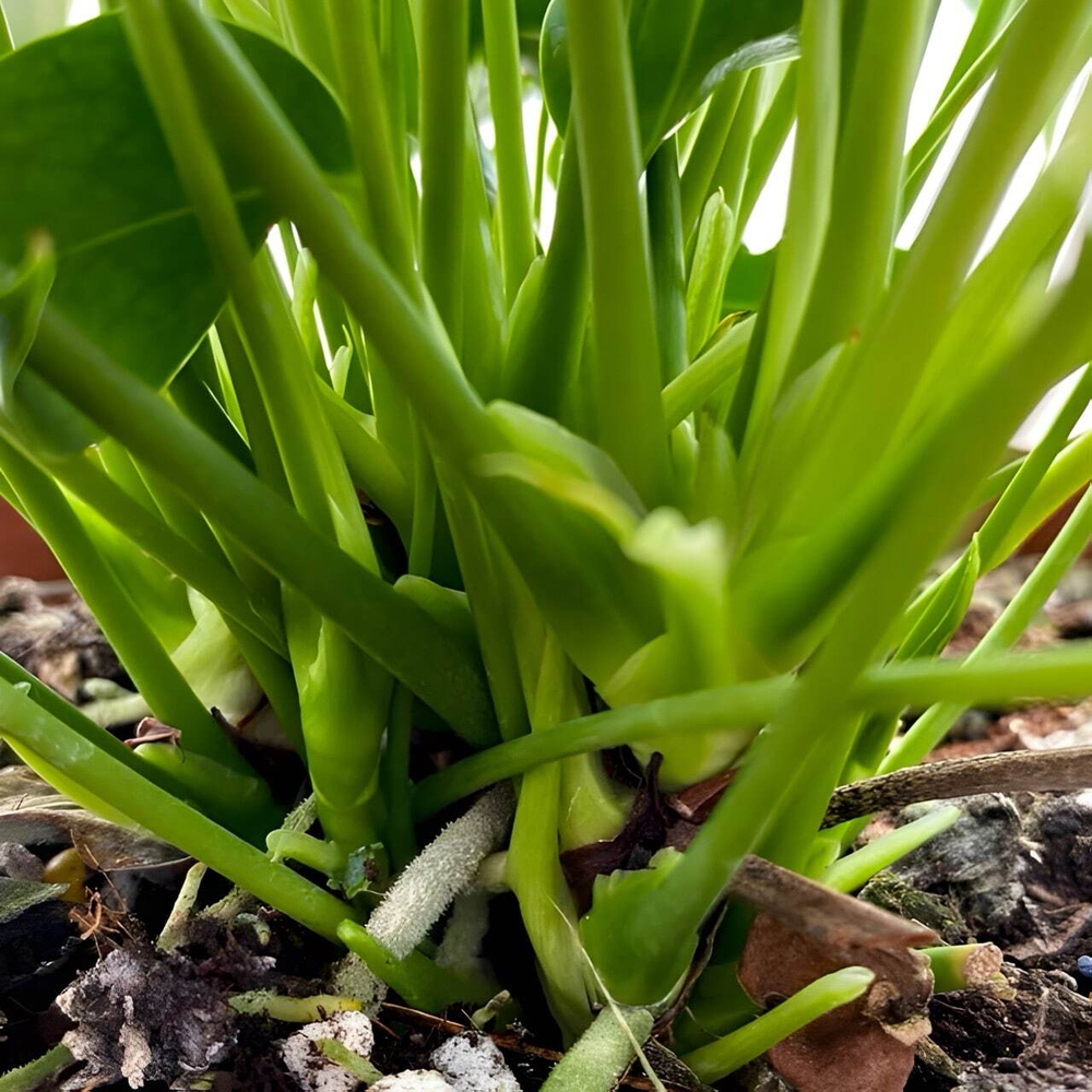 Антуриум Андрэ LEMONETTI