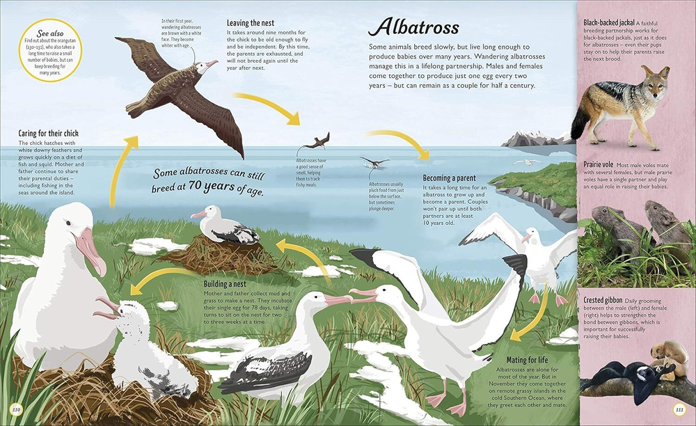 Life Cycles: Everything from Start to Finish (HB)