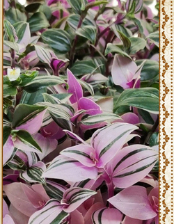 Tradescantia Albiflora White-Pink