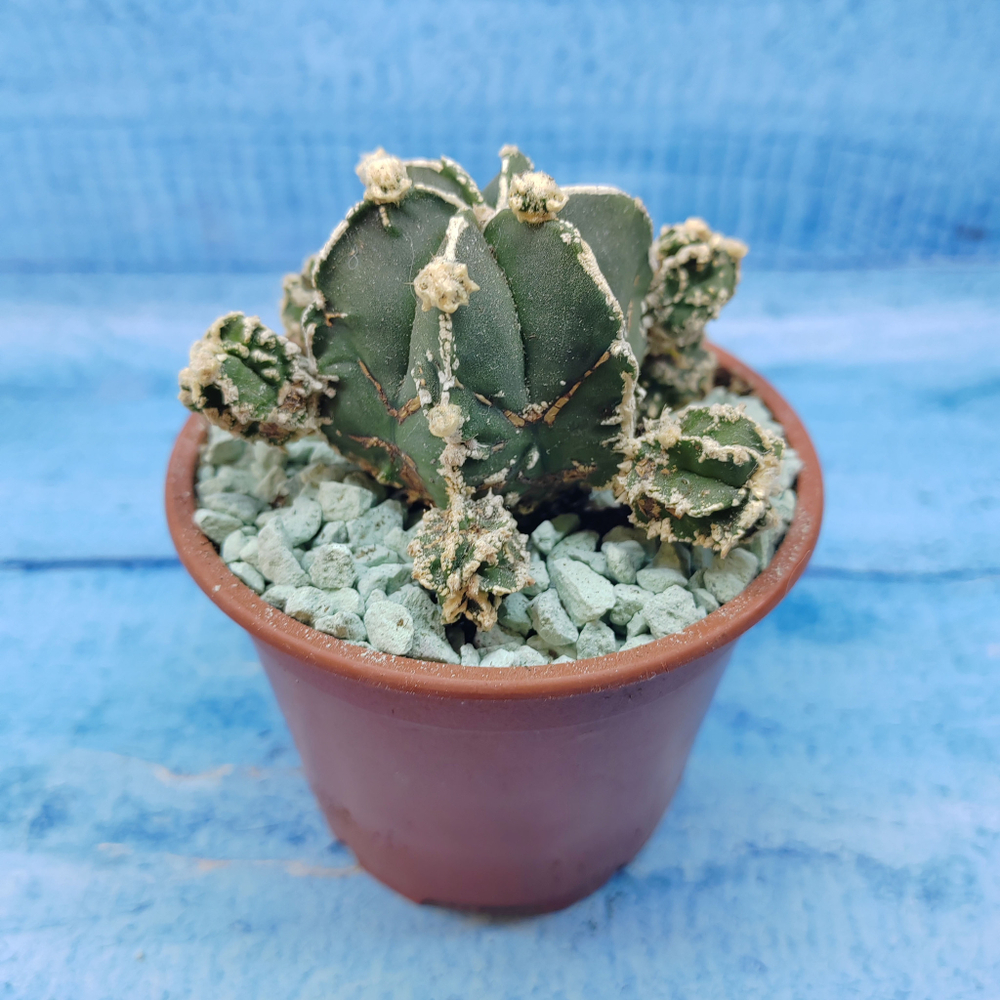 Astrophytum Myriostigma "Hakujo Fukuryu"  (Астрофитум)