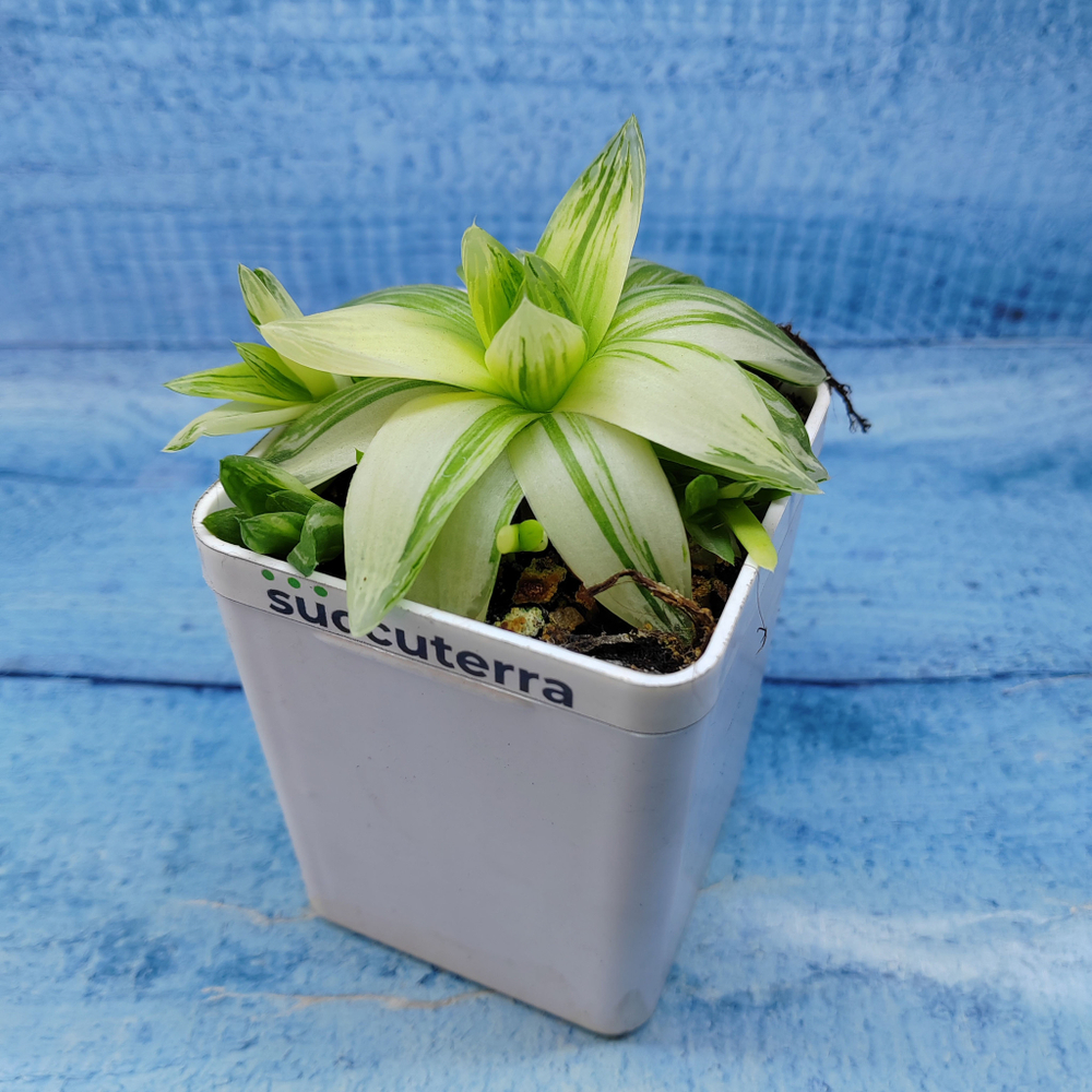 Haworthia Cymbiformis Variagate(Хавортия)