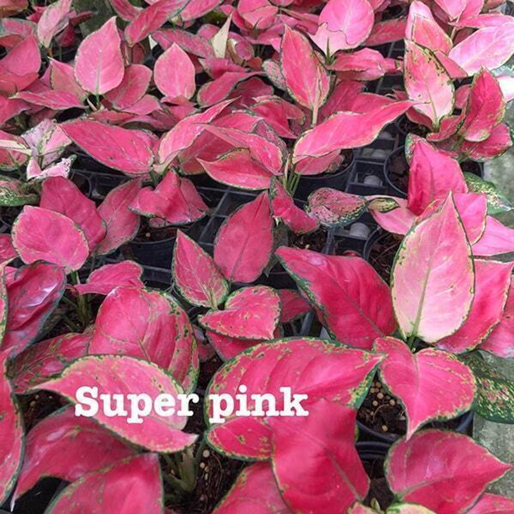 Аглаонема SUPER PINK (A99)