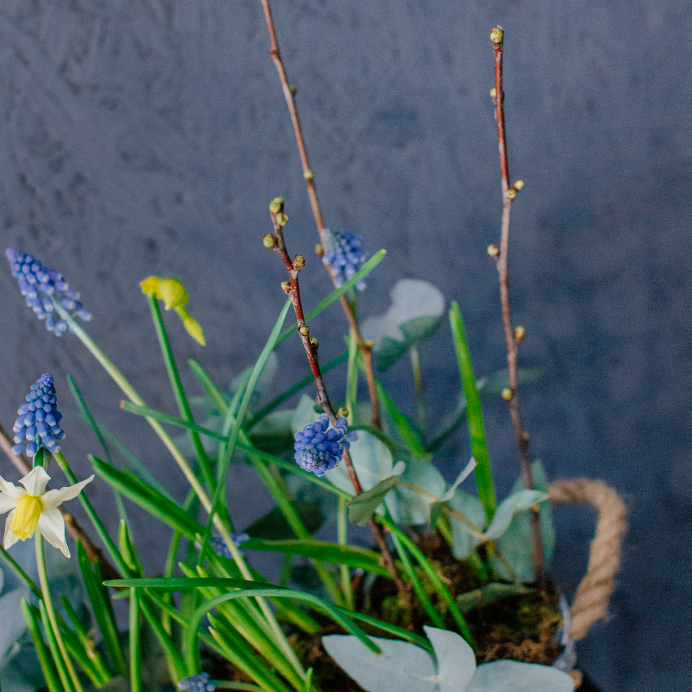 131. Весенняя романтичная композиция с луковичными мускари и нарциссами