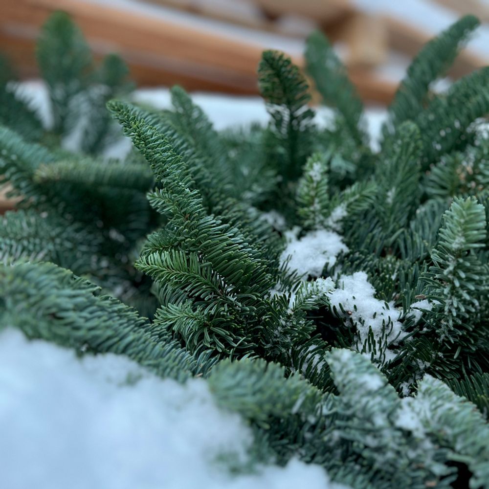 ❄ Еловые ветви — ель Нобилис, или Пихта благородная | Пихта Нордмана