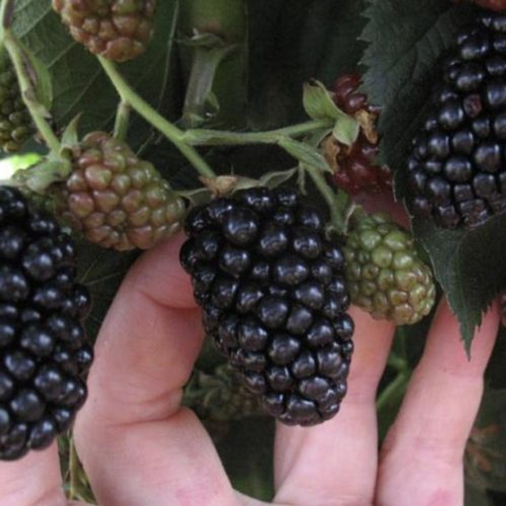 Ежевика Небеса ЗКС