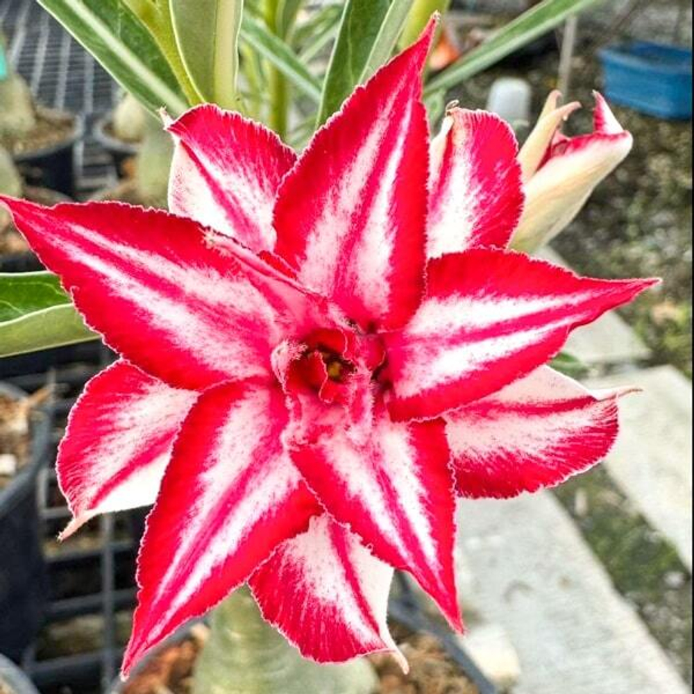 Адениум обесум COMET