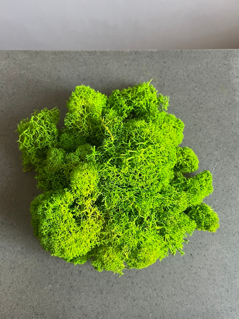 Мох ягель стабилизированный лайм 50 гр