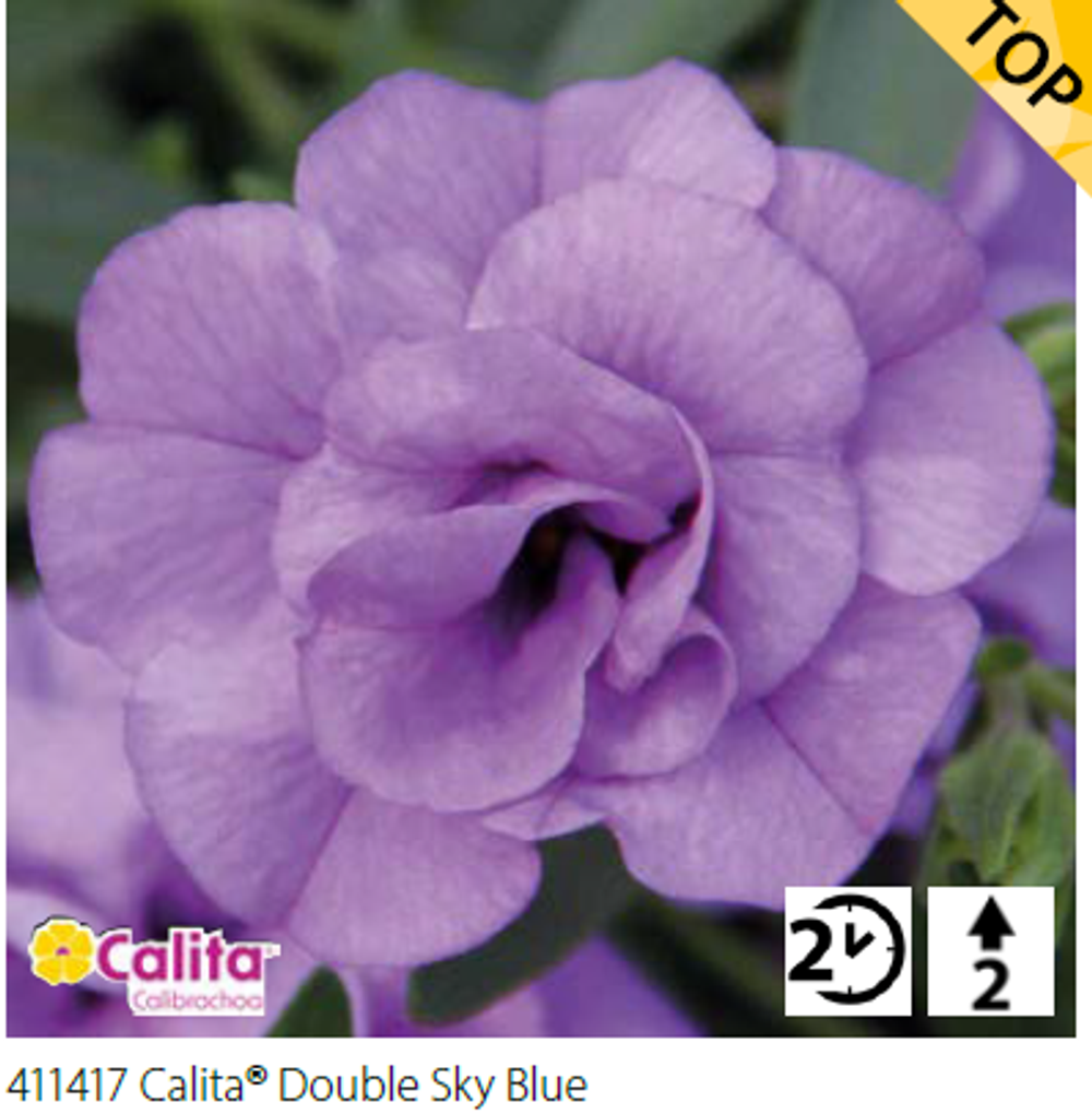 ЕВРО Калибрахоа Calita double sky blue укорененный черенок ОКС февраль 26 Volmary