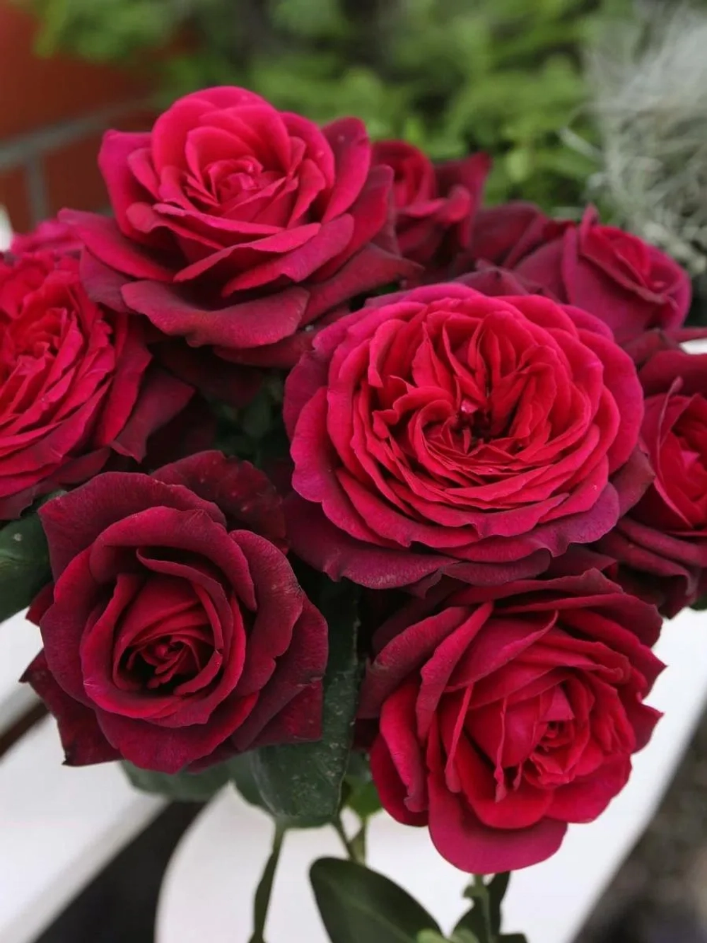 Роза чайно-гибридная Графиня Диана