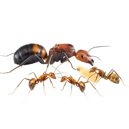 Муравьи Camponotus nicobarensis (Рыжий реактивный муравей)