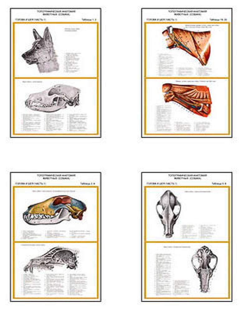 Плакаты ПРОФТЕХ &quot;Топограф. анатомия. Собака. Голова и шея&quot; (13 пл, винил, 70х100)