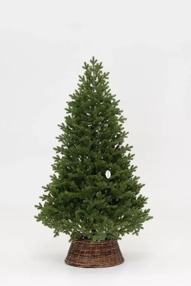 Искусственная елка Измайловская 240 см., 100% литая хвоя, 1900 мульти LED ламп, 10 режимов, ЕлкиТорг (57240)