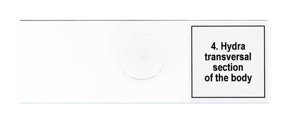 Набор микропрепаратов Levenhuk Discovery Prof DPS 5. «Жизнь в капле воды»