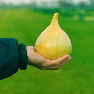 Лук репчатый сладкий Эксибишен 1 грамм