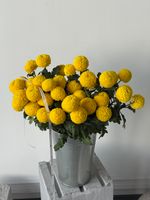 Хризантема в желтом оттенке