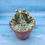 Astrophytum Myriostigma "Hakujo Fukuryu"  (Астрофитум)