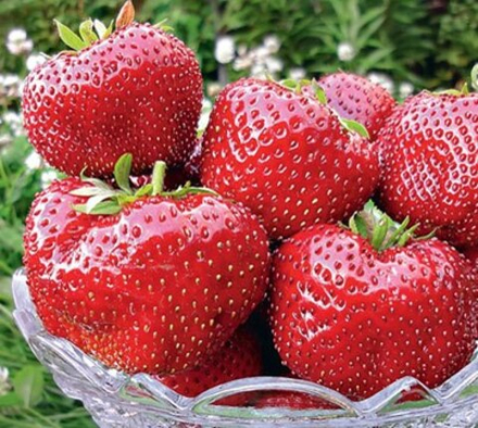 Земляника Максим среднепоздняя