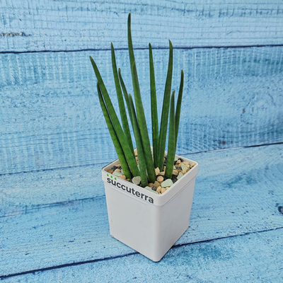Sansevieria Fernwood Mikado (Сансевиерия)