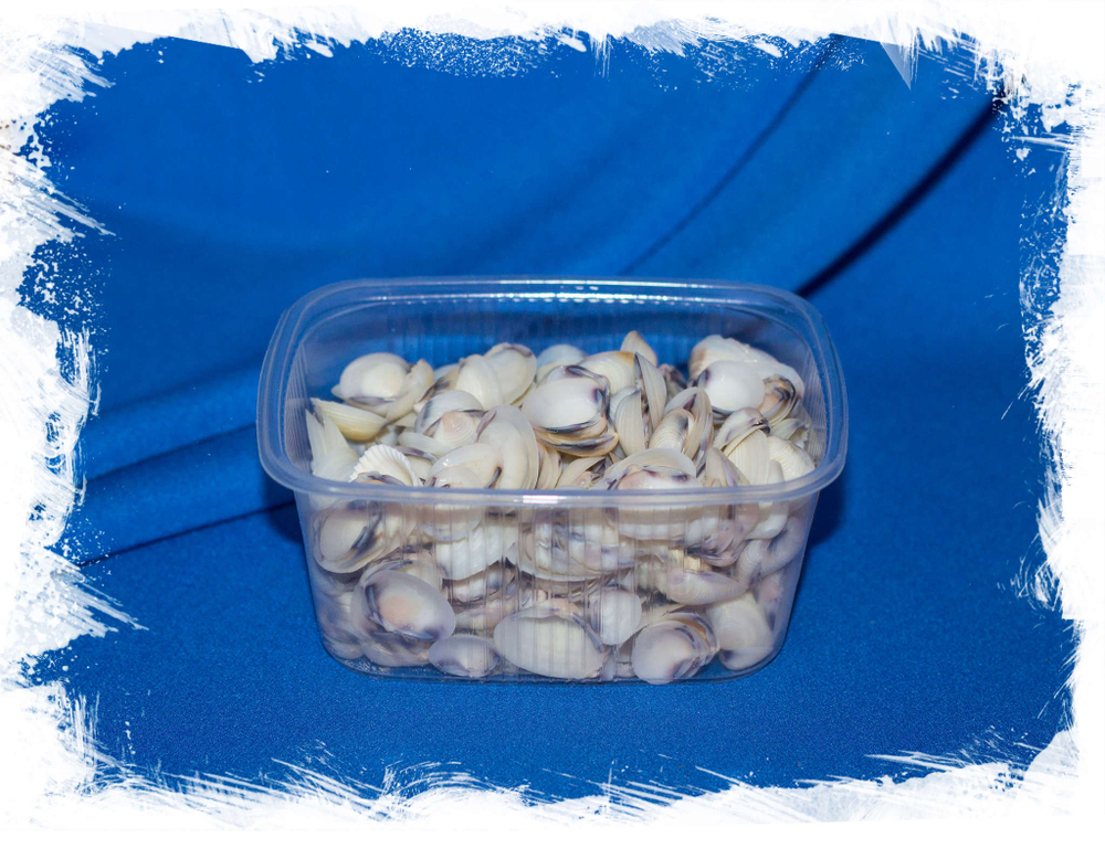 Морские ракушки для поделок Венерулис клам