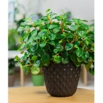 Горшок для цветов пластиковый 4,7л d-20,5см «Wave» с дренажной сеткой и съемным поддоном, горький шоколад