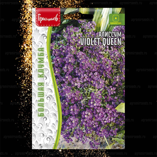 Алиссум Violet Queen