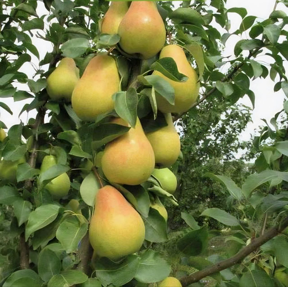 Груша Виктория