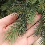 Искусственная елка «Грацио» (Литая+пвх) 240 см / 2.4 м