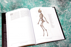 Воскреситель, или Анатомия фантастических существ: Утерянный труд доктора Спенсера Блэка