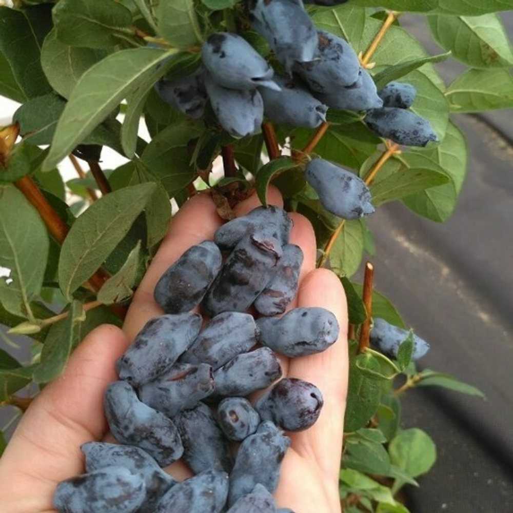 Жимолость Бореал Близзард (Северная Метель -буран )