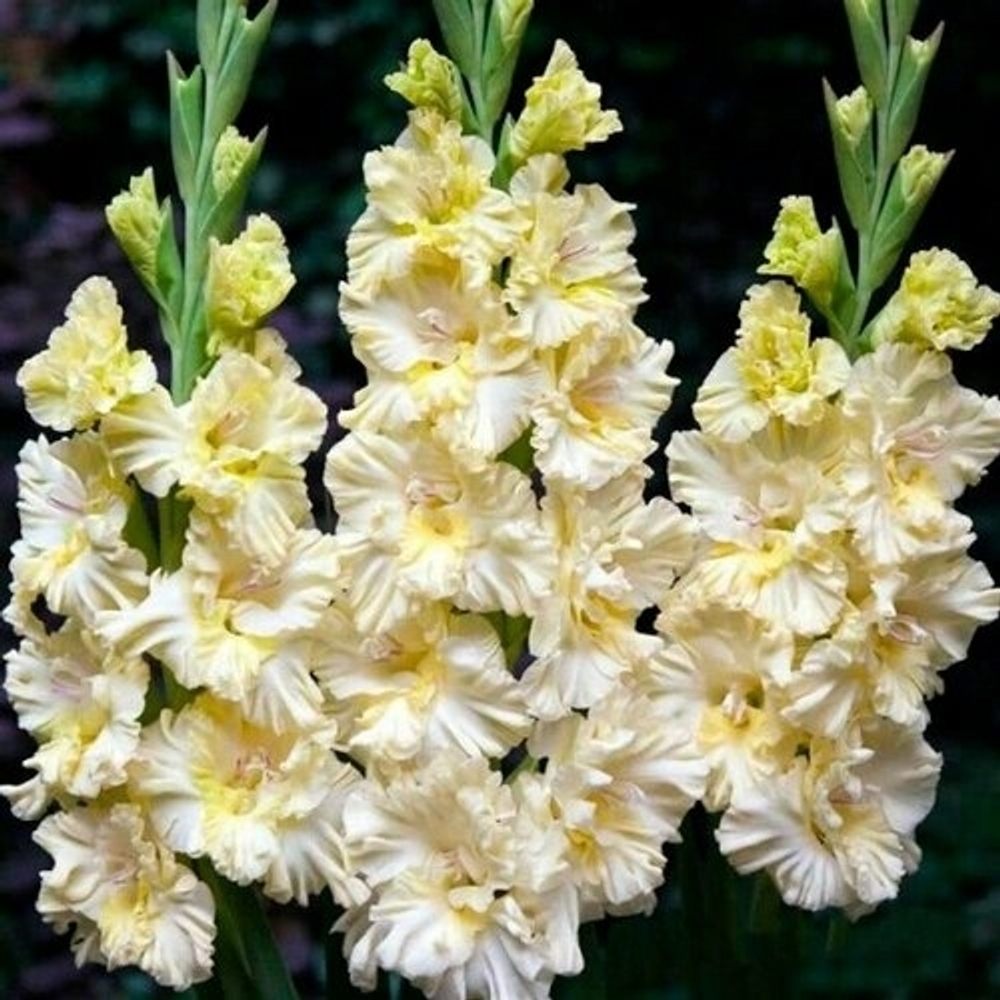 Гладиолус Cera Fearless (Гофрированный)